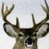 Bucks