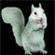 Squirrels