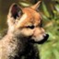 Wolf