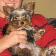 Hostage Dog