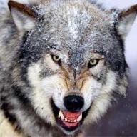 lonewolf261