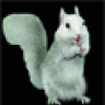 Squirrels