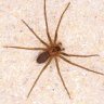 brown recluse