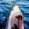 Great White