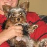 Hostage Dog