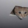 Ceiling Cat