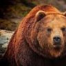The Grizz