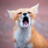 Fox Scream