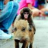 Baby Monkey Riding a Pig