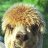 Raging Alpaca