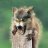 WolfBlitzer