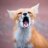 Fox Scream