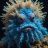 Harry Frogfish