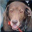 thebrowndog