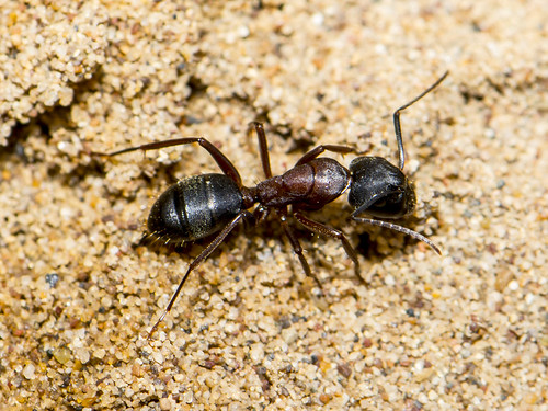 ants.com
