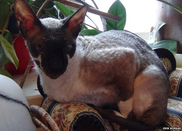 _73861275_cat.gif