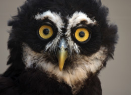 n-OWL-large.jpg