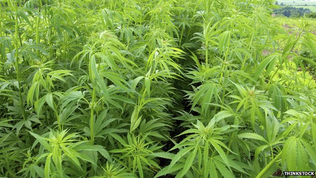 _76912486_hempfieldthinkstock.jpg