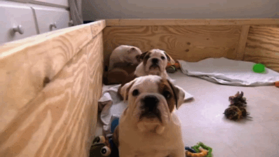 a4gd24m.gif